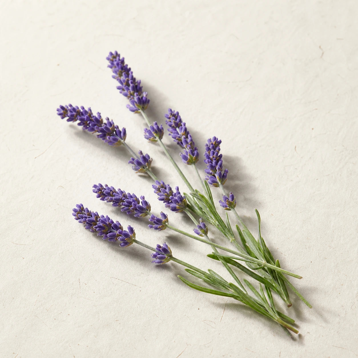 Lavender flowers