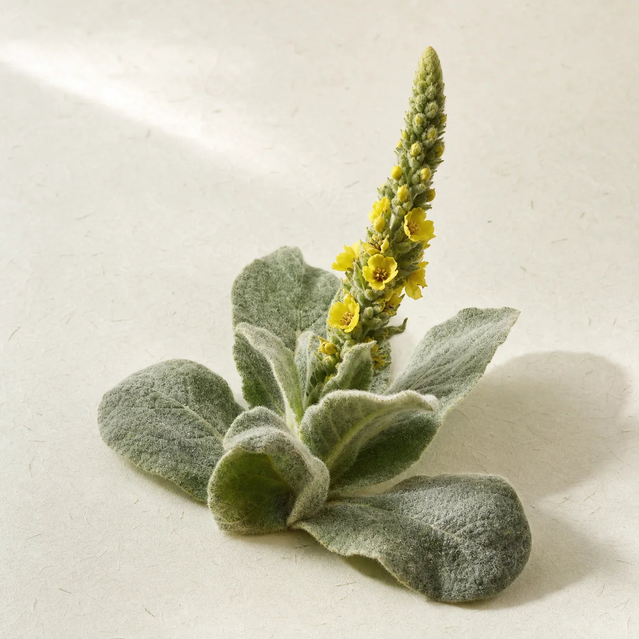 Mullein plant
