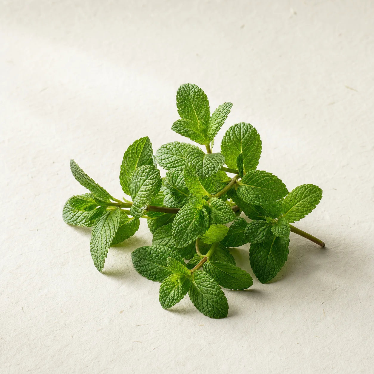 Fresh peppermint leaves